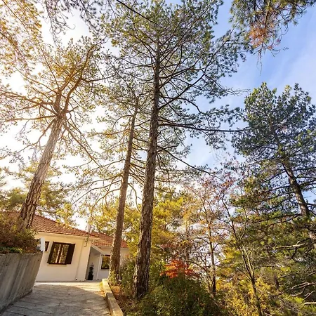 ヴィラ Forty Pine Trees *