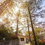 Forty Pine Trees Platres