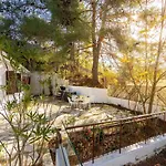 Forty Pine Trees *