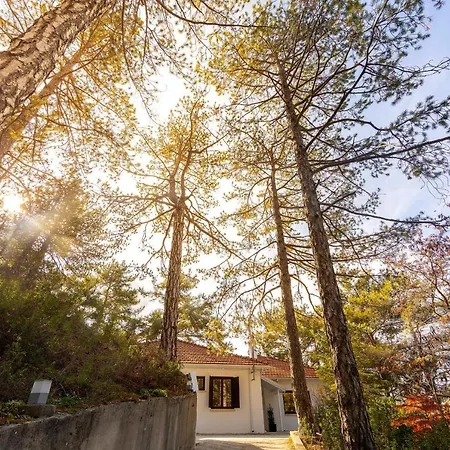 Forty Pine Trees 普拉特斯