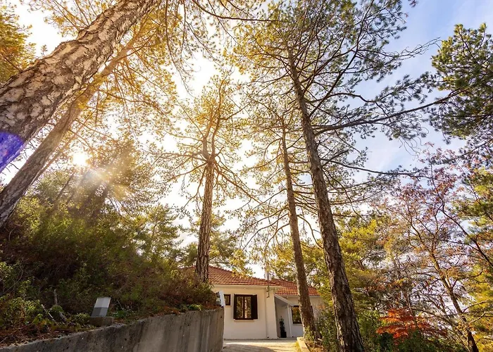 Forty Pine Trees Platres